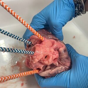 Aprendiendo anatomía desde la experiencia directa